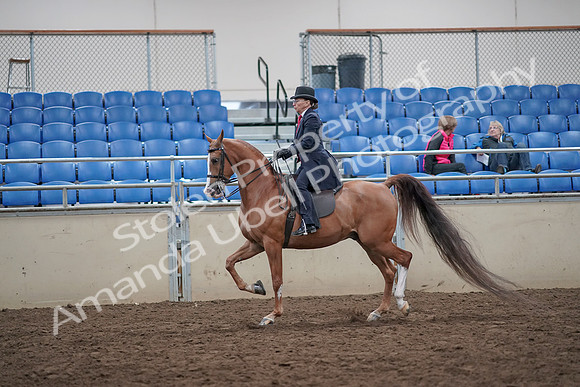 2019 Morgan Horse Show - Aug 31, 2019 - 16896