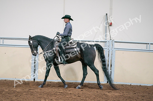 2020 - AB Morgan Horse - Fri, Sept 04 - 08555