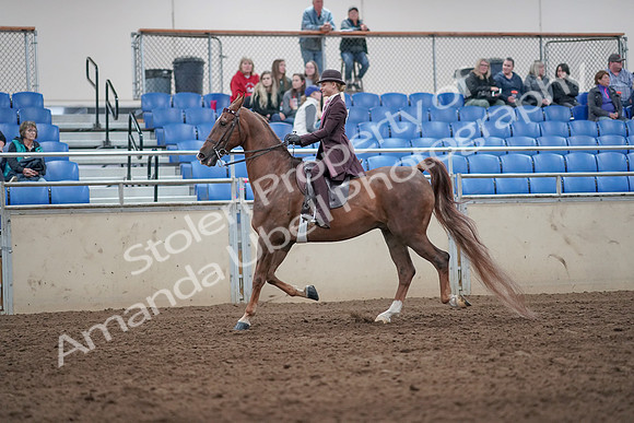 2019 Morgan Horse Show - Aug 31, 2019 - 20406