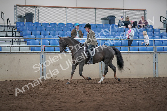 2019 Morgan Horse Show - Aug 31, 2019 - 14919