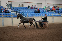 2019 Morgan Horse Show - Aug 31, 2019 - 04222