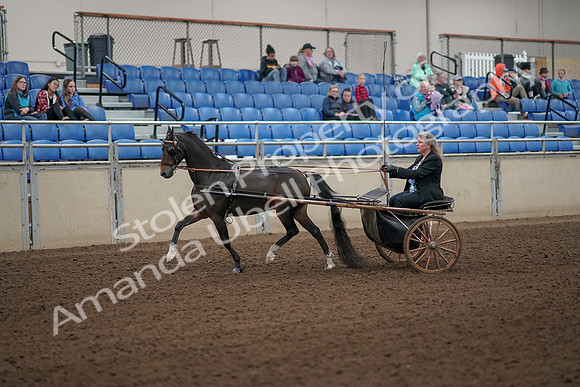 2019 Morgan Horse Show - Aug 31, 2019 - 04222