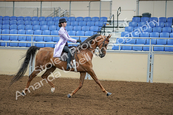 2020 - AB Morgan Horse - Fri, Sept 04 - 05187