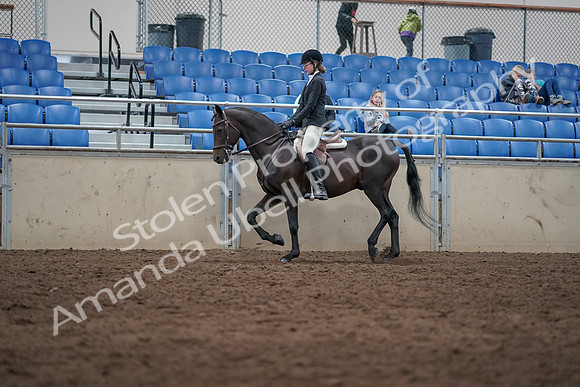 2019 Morgan Horse Show - Sept 01, 2019 - 09015