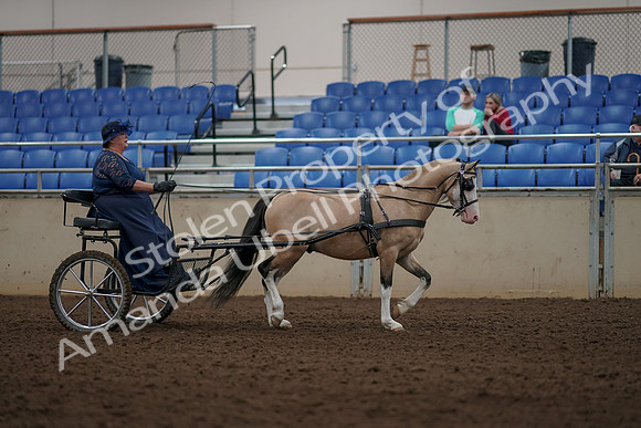 2019 Morgan Horse Show - Aug 31, 2019 - 04437