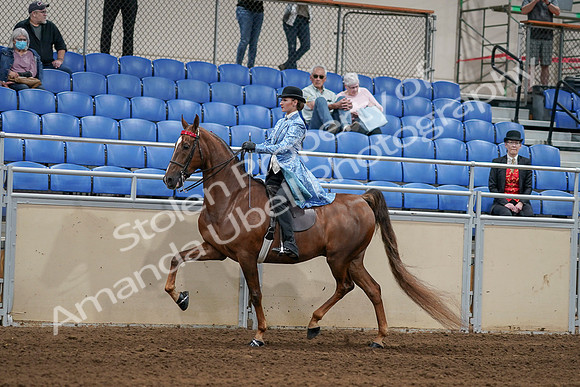 2020 - AB Morgan Horse - Sat, Sept 05 - 06231