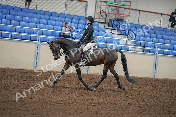 2020 - AB Morgan Horse - Fri, Sept 04 - 05841