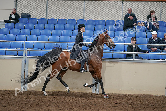 2020 - AB Morgan Horse - Sat, Sept 05 - 06773