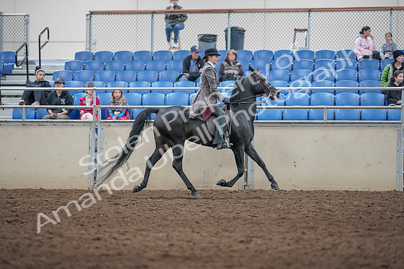 2019 Morgan Horse Show - Aug 31, 2019 - 09566