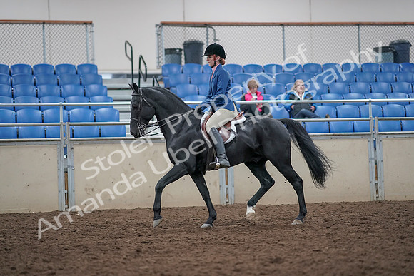 2019 Morgan Horse Show - Aug 31, 2019 - 16610