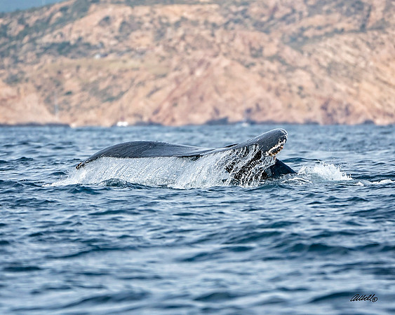Los Cabo Dec 2018 - 1324