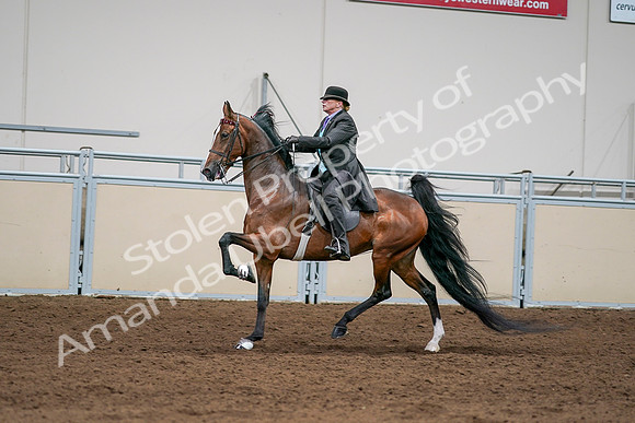 2020 - AB Morgan Horse - Sat, Sept 05 - 13003