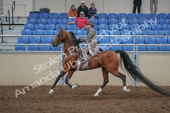 2020 - AB Morgan Horse - Fri, Sept 04 - 11397