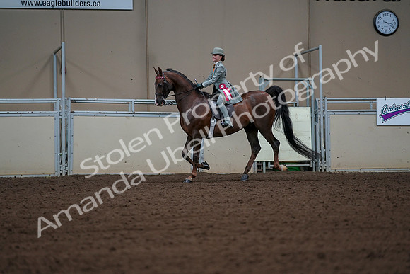 2019 Morgan Horse Show - Aug 30, 2019 - 18235