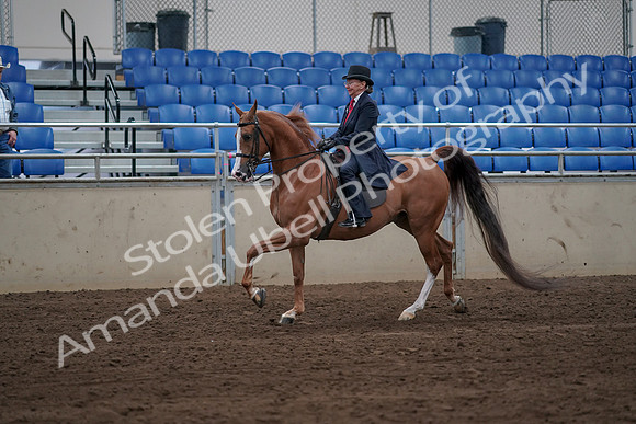 2019 Morgan Horse Show - Sept 01, 2019 - 11964
