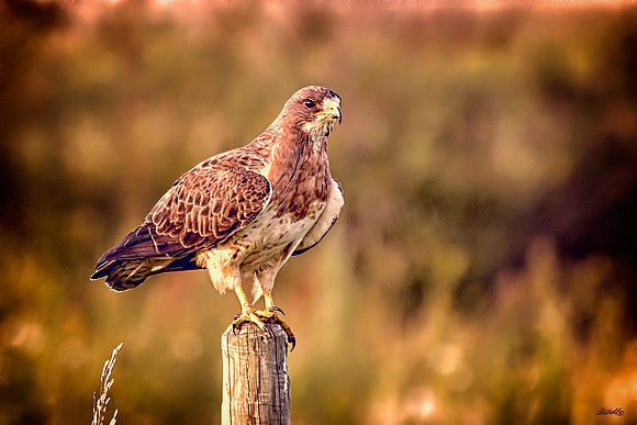 Birds - 028