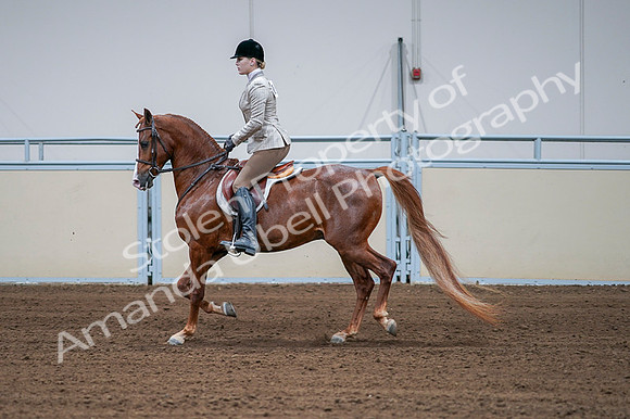 2020 - AB Morgan Horse - Fri, Sept 04 - 01560