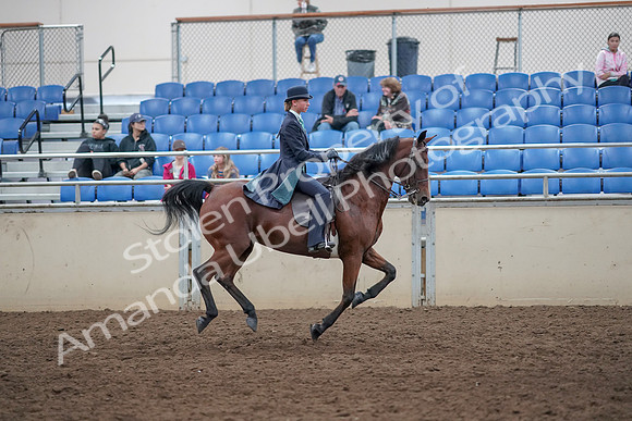 2019 Morgan Horse Show - Aug 31, 2019 - 09705