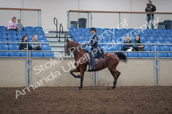 2019 Morgan Horse Show - Aug 31, 2019 - 09359