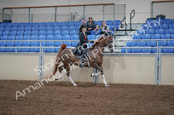 2020 - AB Morgan Horse - Fri, Sept 04 - 09866
