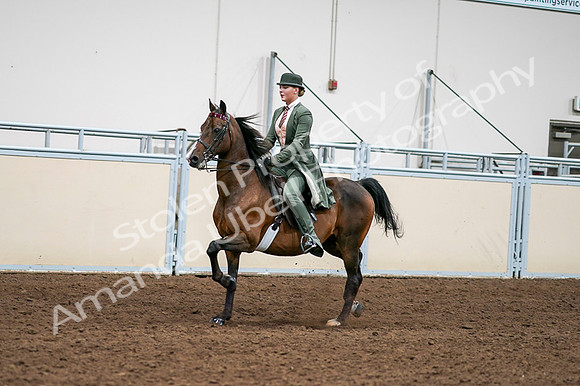 2020 - AB Morgan Horse - Fri, Sept 04 - 03288