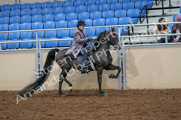 2020 - AB Morgan Horse - Sat, Sept 05 - 13989
