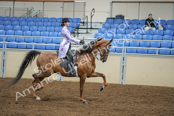 2020 - AB Morgan Horse - Fri, Sept 04 - 05191