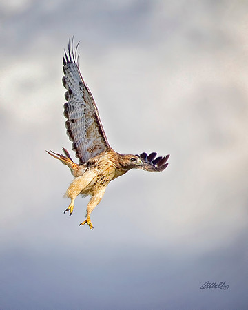 Birds - 284
