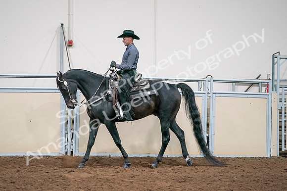 2020 - AB Morgan Horse - Fri, Sept 04 - 08549