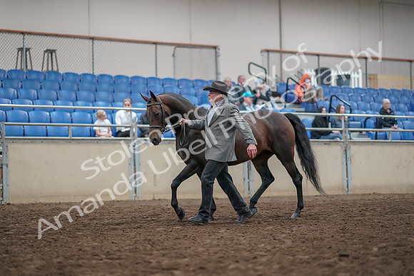2019 Morgan Horse Show - Aug 31, 2019 - 03670