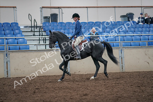 2019 Morgan Horse Show - Aug 31, 2019 - 16535