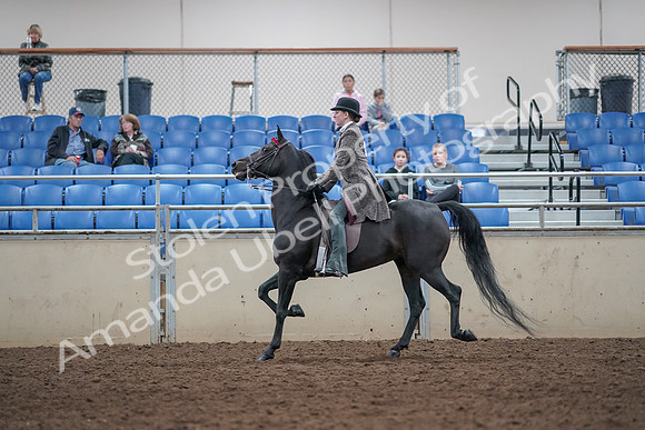 2019 Morgan Horse Show - Aug 31, 2019 - 09322