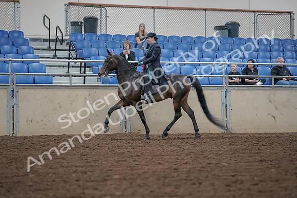 2019 Morgan Horse Show - Aug 30, 2019 - 15292