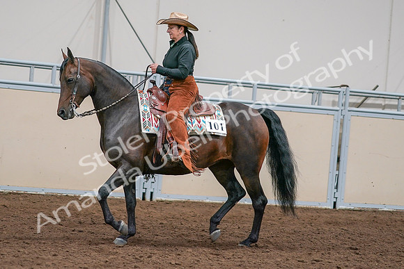 2020 - AB Morgan Horse - Sun, Sept 06 - 01557