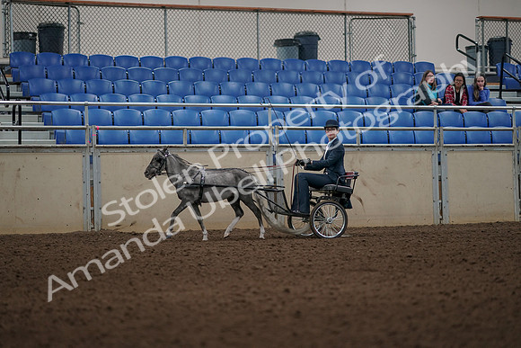 2019 Morgan Horse Show - Aug 31, 2019 - 04358