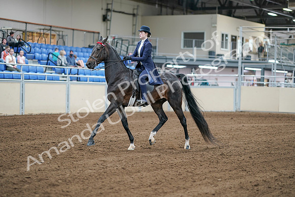 2020 - AB Morgan Horse - Sat, Sept 05 - 06165
