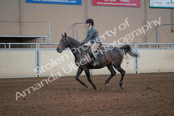 2019 Morgan Horse Show - Sept 01, 2019 - 10981