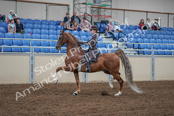 2020 - AB Morgan Horse - Fri, Sept 04 - 11190