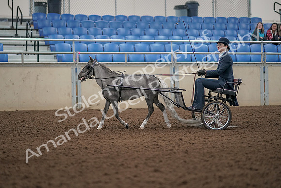 2019 Morgan Horse Show - Aug 31, 2019 - 04261