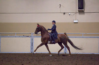 Class 102 - ASB 5-Gaited, Amateur