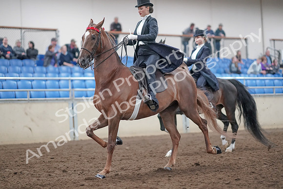 2019 Morgan Horse Show - Aug 31, 2019 - 20528