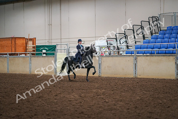 2019 Morgan Horse Show - Aug 30, 2019 - 12359