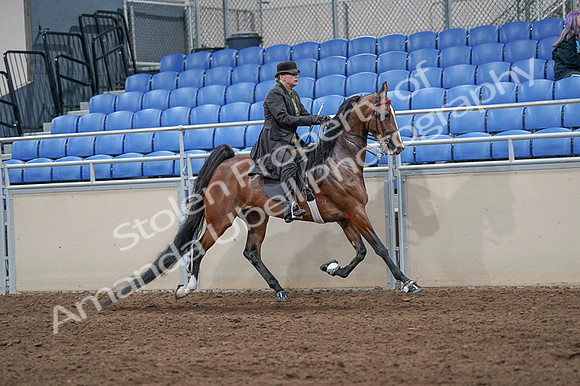 2020 - AB Morgan Horse - Fri, Sept 04 - 09804