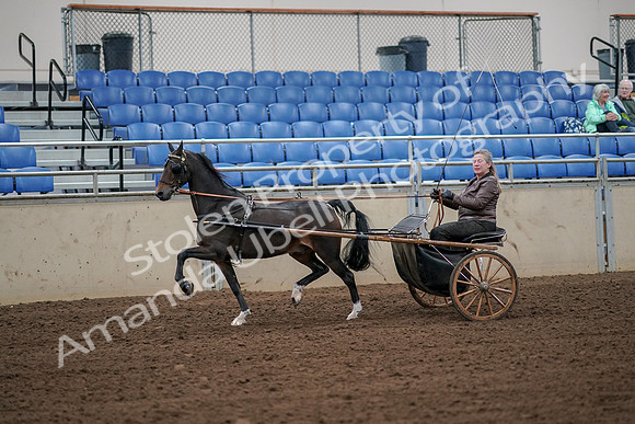 2019 Morgan Horse Show - Aug 30, 2019 - 13098