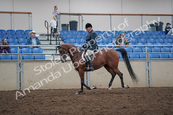 2019 Morgan Horse Show - Aug 31, 2019 - 15059