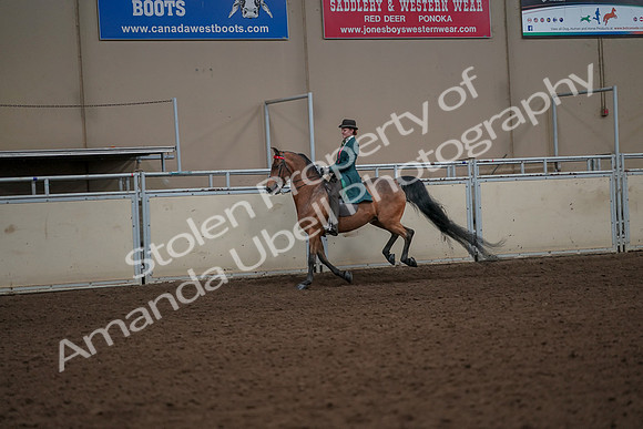 2019 Morgan Horse Show - Aug 30, 2019 - 27995