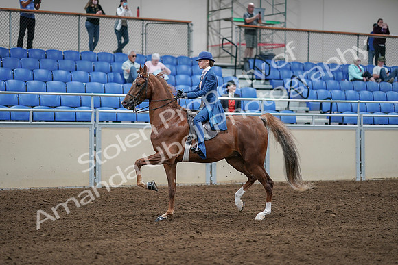 2020 - AB Morgan Horse - Sat, Sept 05 - 06194