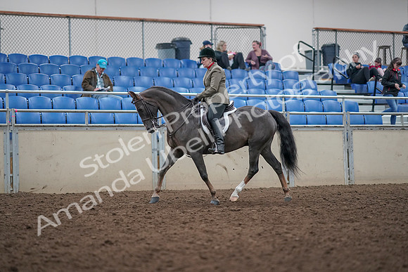 2019 Morgan Horse Show - Aug 31, 2019 - 14730