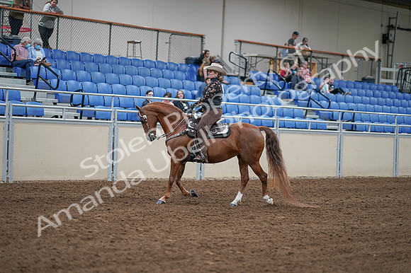2020 - AB Morgan Horse - Fri, Sept 04 - 08326