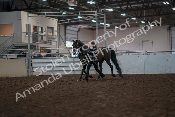 2019 Morgan Horse Show - Aug 31, 2019 - 03387